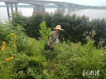 湘潭株洲志愿者联动开展湘江净滩行动