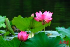 蜂舞荷花间