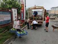 渡船停航菜农忧 村道驶来“暖心车”——北塔区田江街道接驳班车守护菜篮子“第一公里”