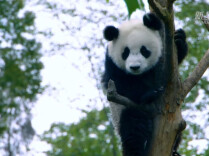为什么说大熊猫是旗舰物种？