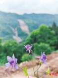 报告文学|飞燕草——石门暴雨“孤岛村”防汛救灾纪实|湘江副刊·潮头