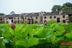 荷映古村迎客来