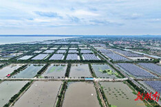 “水草+”激活大通湖水产养殖新生态