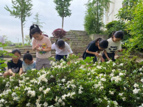 岳塘区昭山和平小学：栀子采撷悟廉洁 劳动实践润童心