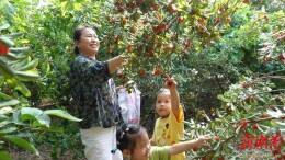 双峰县花门镇：杨梅红满枝 采摘乐无穷