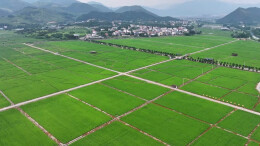 蓝山雷家岭村：万亩早稻披新绿 仲夏乡村焕生机