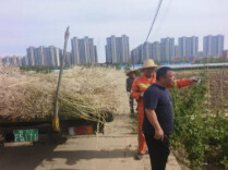 “秸”尽其用赋新能——临澧县安福街道九姊社区扎实推进秸秆综合利用