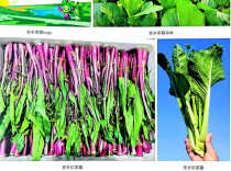 菜薹年播种面积超10万亩 安乡县荣膺全国蔬菜产业大县