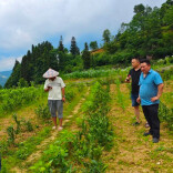 人大代表扎根茶园一线，让“黄金叶”变“致富金”~