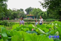 资兴流华湾村：古村荷韵引客来