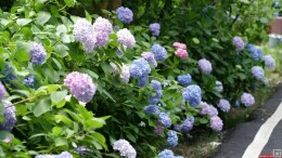 组图丨莽山燕子岩景区：绣球烂漫满山间 花海嫣然引客来