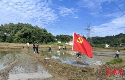  长沙新源社区：田间党旗飘 抛秧助农耕
