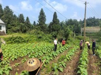“田保姆”贴身护航烟叶揭膜培土~