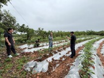 新田：油茶林下辣椒香 “套”出增收新路子