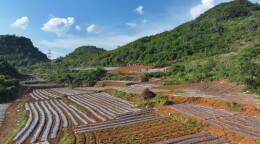 江华：种植野菊花助振兴