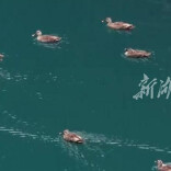 《看飞鸟 读自然》⑥ | 桃源一处废弃碎石场变身人间瑶池，还招来了26位“湖主”~