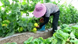 安乡：香瓜上市啦！ 平均亩产2750公斤 