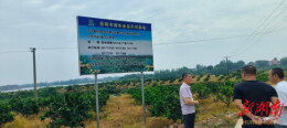 “抱团”种脐橙 银发助振兴君山区柿树岭村脐橙产业发展见闻