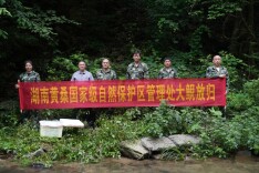 南山国家公园候选区黄桑片区放归4尾大鲵 守护珍稀水生野生种质资源