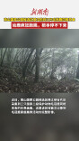 南山国家公园候选区首次拍到三只毛冠鹿同框觅食