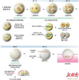 首次看清生命最初120小时，湖南专家参与研究破解胚胎发育“停滞之谜”