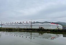 织密为农服务“链” 绘就振兴新“丰”景邵阳市洞口县供销社全链赋能“三夏”生产