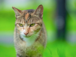 从源头解决流浪猫狗问题：多地推行“诱捕-绝育-放归”模式