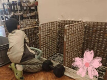 儿子想做蚕丝被，妈妈网购1万粒蚕卵，全家耗时六十多天，手搓两床被子