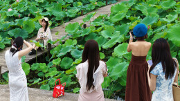 荷花开  乡村美