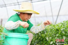 Bumper Harvest of Peppers in Changsha County Boosts Villagers' Incomes