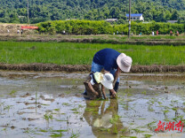 手把青秧插新绿 乡趣农耕润童心——湖南湘江新区黄金园街道英雄岭村亲子插秧活动落幕