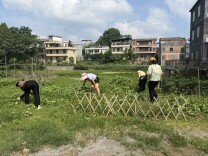 新田:夏日整治不停歇 人居环境展新颜