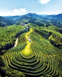 范诚：牛角山的雾中茶园