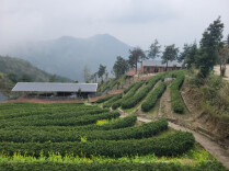 跟随杜甫游洞庭 | 诗圣茶事：而已茶酒内，端居茗续煎