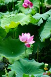 达瞰 | 六月长沙，“荷”你有约