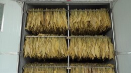 桂阳县：25万亩烤烟开烤  专业化烘烤助农增收