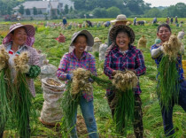 Allium Chinense Enters Harvest Season in Xiangyin County