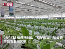 台资企业扎根韶山 两岸团队携手深耕现代农业