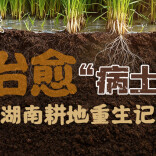 山河刻度丨治愈“病土”：湖南耕地重生记