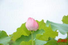 图辑丨安仁渡口：夏风吹红千年丹霞 亭亭芙蕖静待君来