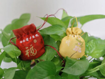 总被蚊子叮？中医防蚊有“凉方”