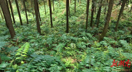 村播助农 湘约振兴|新化：一株道地黄精 一片振兴沃土
