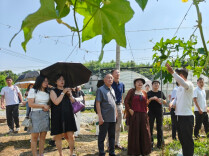 粽叶飘香牵两岸 丝瓜传情话共赢 台胞台商端午文化交流暨产业招商推介活动在芦淞举行