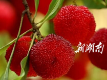 酸甜爆表！新邵桐木杨梅熟了，解锁仲夏乡村采摘乐趣