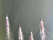青春合伙人丨从湖南到澳大利亚！一张龙舟出海的地图