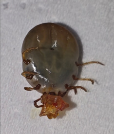 吓人！患者耳后藏着吸血蜱虫！5—7 月高发，被咬这么做才正确