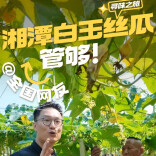 旅发大会·湘潭相会64丨@全国网友，湘潭白玉丝瓜，管够！