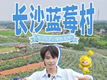 农农探村 | 去长沙蓝莓村，实现水果自由！