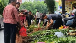绥宁:端午插艾悬蒲 千年民俗韵味浓