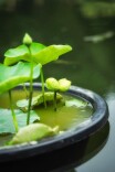 罕见并蒂莲现身紫竹院！端午游园可听民乐、逛展览、泛舟赏荷